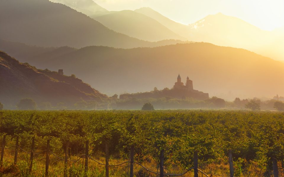 Scenic view of the vineyards in the Kakheti region at sunrise against the backdrop of the mountains and the historic fortress of Gremi, the country of Georgia